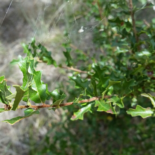 Quercus vaseyana
