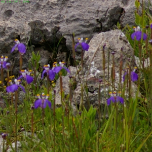 Hesperoxiphion herrerae