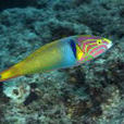 黃衣錦魚(胸斑錦魚) 黃衣錦魚(胸斑錦魚)