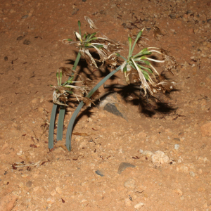 Pancratium foetidum