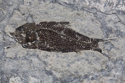 江漢魚 江漢魚