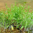 野菠菜 野菠菜