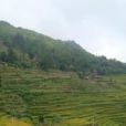 上漫龍村 上漫龍村