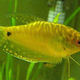 金曼龍魚 金曼龍魚