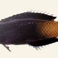 二色裂唇魚 二色裂唇魚