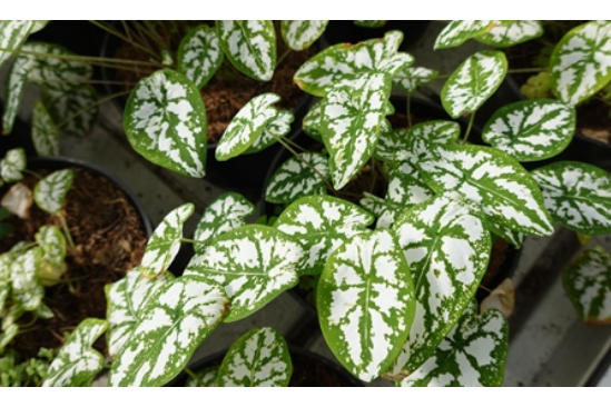 百彩葉芋 百彩葉芋
