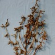 鐵豆41號 鐵豆41號