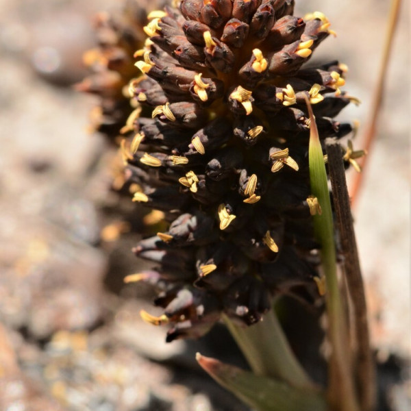 Haemodorum brevicaule