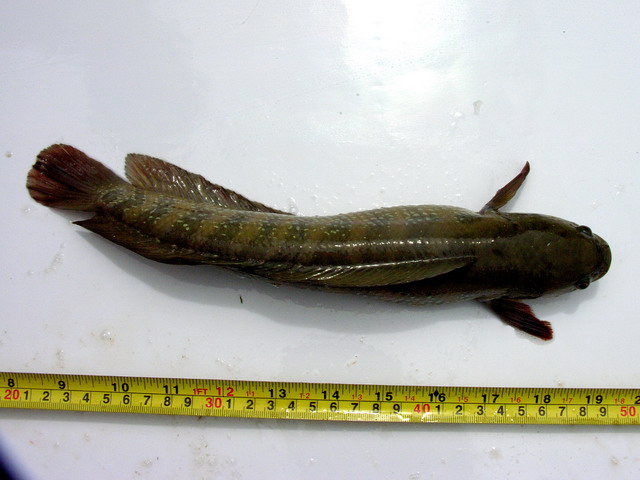 山斑魚