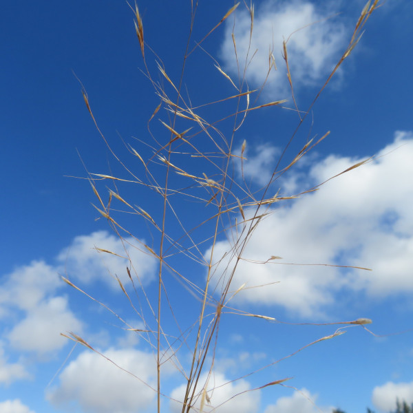 Ventenata blanchei