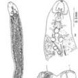 具刺雙溝盤蟲 具刺雙溝盤蟲
