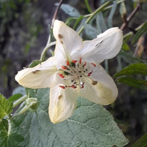 Caiophora aconquijae