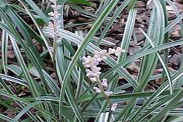 Liriope spicata \x27Gin-ryu\x27 SILVER DRAGON Liriope spicata \x27Gin-ryu\x27 SILVER DRAGON