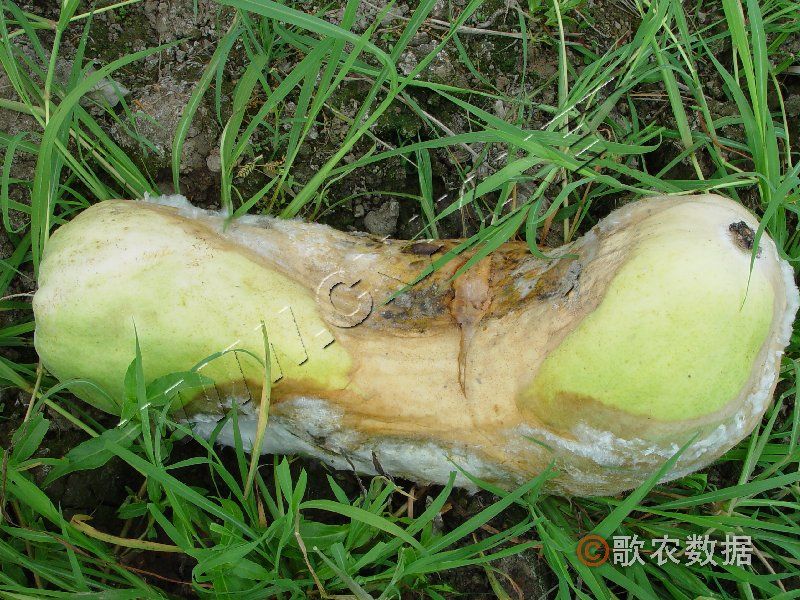 冬瓜綿腐病 冬瓜綿腐病