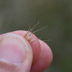 Rytidosperma clavatum