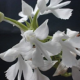 細花玉鳳花 細花玉鳳花