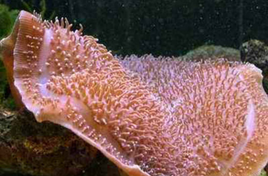 象耳香菇珊瑚