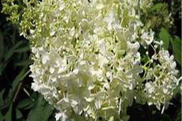 Hydrangea paniculata \x27Little Lamb\x27 Hydrangea paniculata \x27Little Lamb\x27