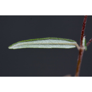Guichenotia angustifolia
