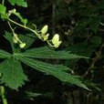 粗莖烏頭 粗莖烏頭