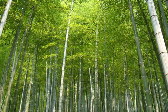 竹蘭村 竹蘭村