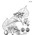 黑果莢蒾 黑果莢蒾
