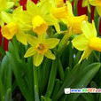 黃水仙花 黃水仙花