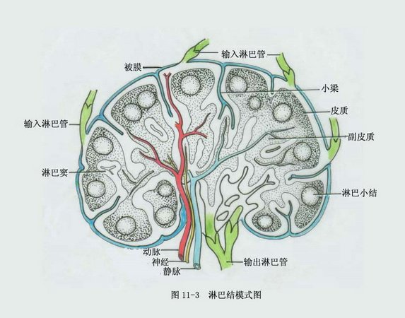 神經解剖學(學科名稱)