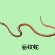 麗紋蛇(中華珊瑚蛇)