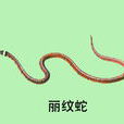 麗紋蛇(中華珊瑚蛇)