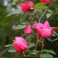 大紅薔薇 大紅薔薇