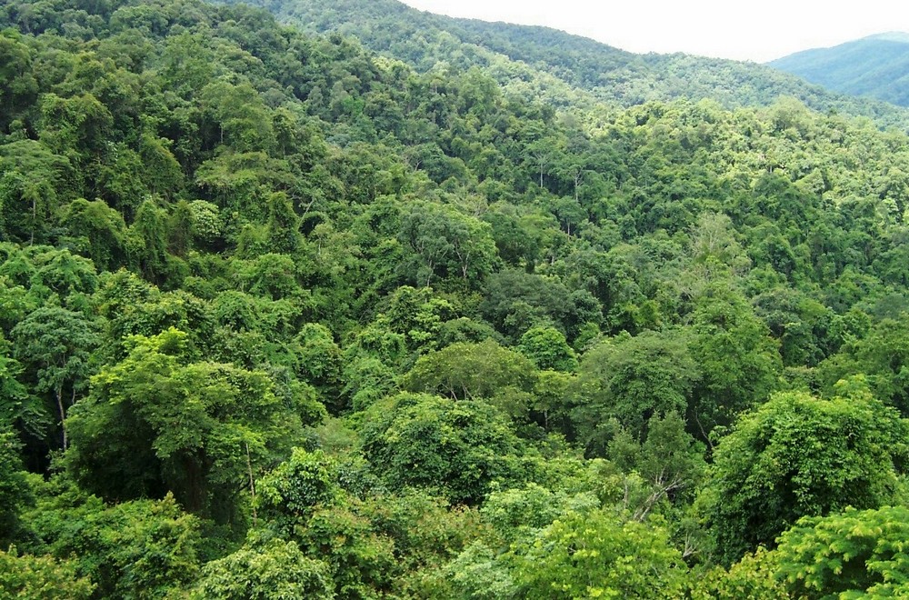 樂土雨林自然保護區