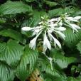 玉簪(白花玉簪) 玉簪(白花玉簪)