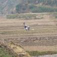金家地村(雲南楚雄大姚縣金碧鎮下轄村)
