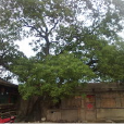 吉莊村(山西省陽城縣寺頭鄉下轄村) 吉莊村(山西省陽城縣寺頭鄉下轄村)