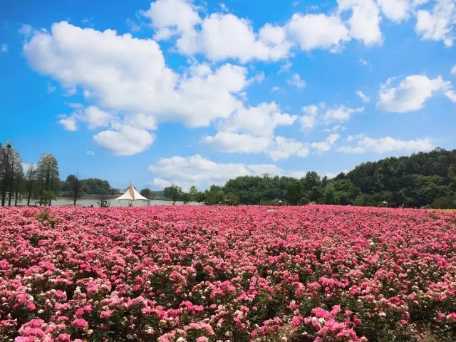 武漢木蘭玫瑰花園