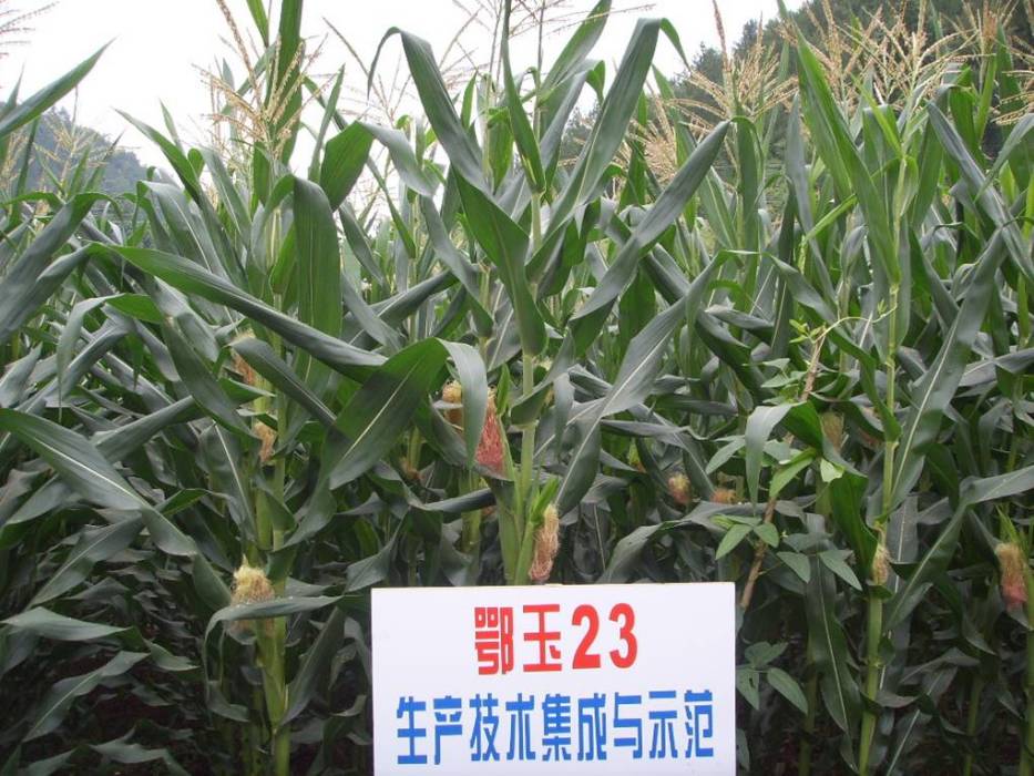 鄂玉23 鄂玉23