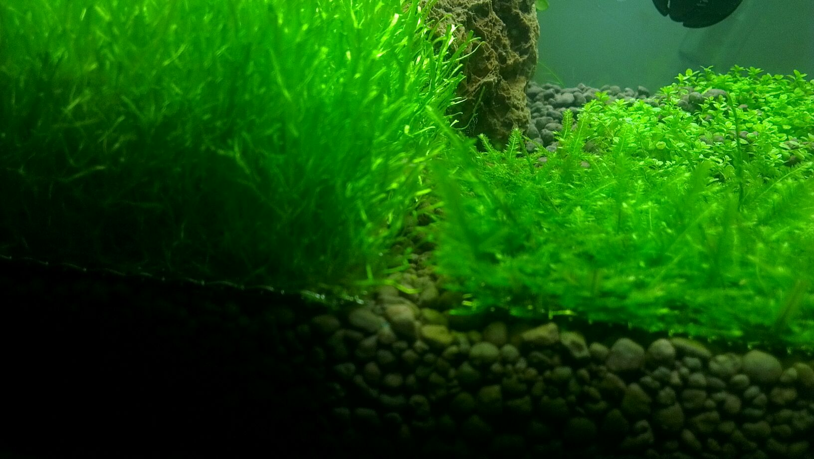 藻苔屬