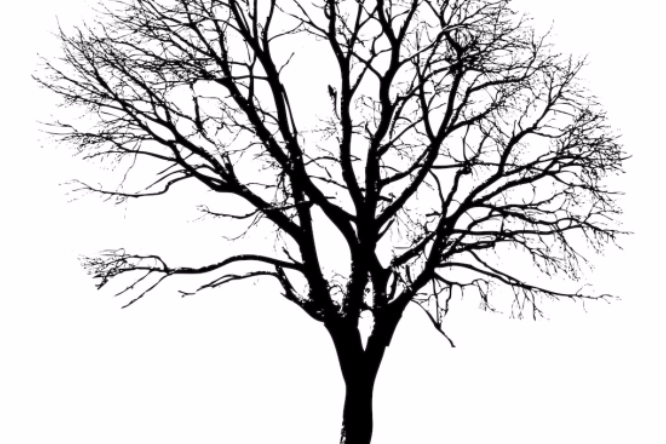 死樹 死樹