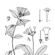 糙邊螺序草 糙邊螺序草