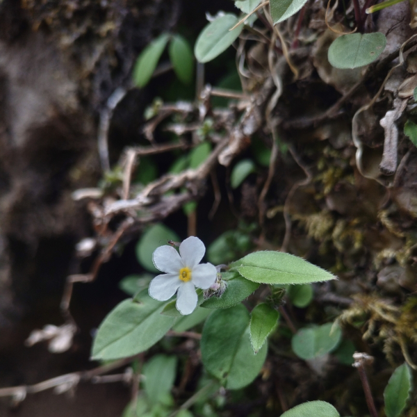 Decalepidanthus racemosus