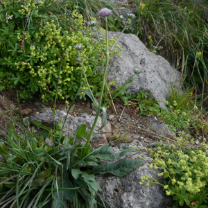 Knautia basaltica