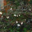 袋花忍冬 袋花忍冬
