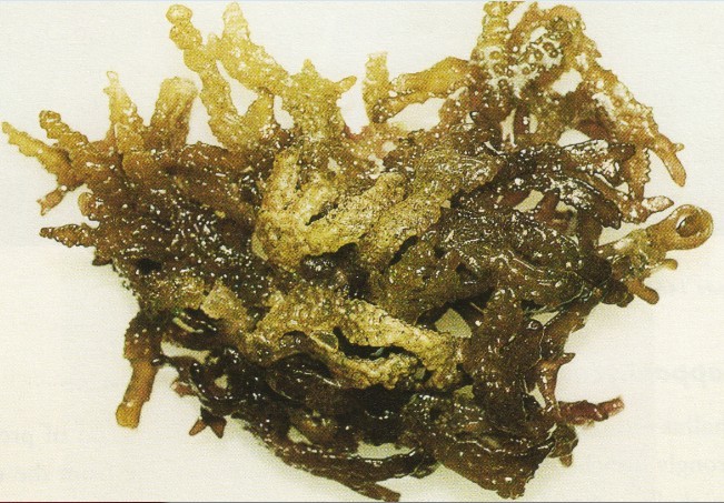 耳突卡帕藻的乾燥藻體外形