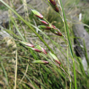 Ehrharta longifolia