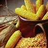 孟山都玉米品種
