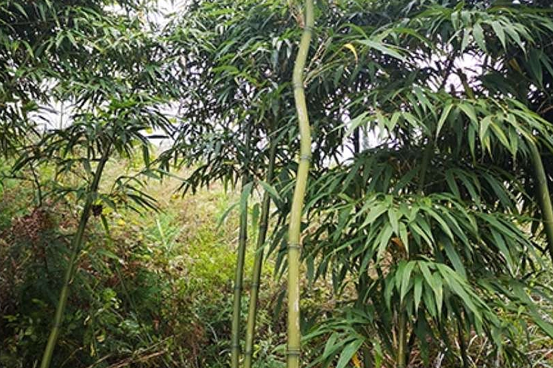峨優1號 峨優1號