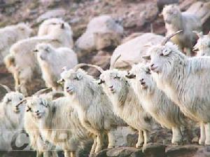 內蒙古白絨山羊種羊場