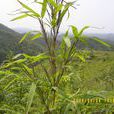矩葉赤竹 矩葉赤竹