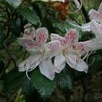 千針葉杜鵑 千針葉杜鵑